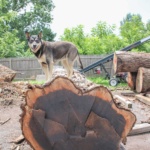 Wood-Slabs-Souderton-PA